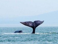 05-animals-live-forever-bowhead-whale-sl.jpg