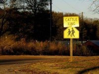 funny-road-signs-cattle.jpg