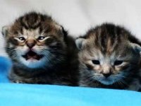13-things-cats-vocalizations-sl.jpg