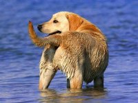 09-13-thiings-you-didnt-know-about-dogs-sl.jpg