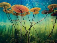 11-stunning-photographs-water-lillies-fsl.jpg