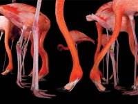 08-stunning-photographs-flamingo-fsl.jpg