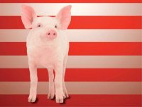 05-pigasus-pig-political-animals-fsl.jpg