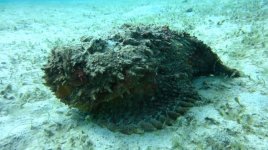 Stonefish-in-Palawan.jpg