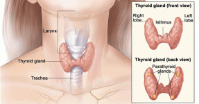 thyroidb.gif