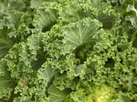top-10-antioxidant-rich-veggies-kale-06-sl.jpg