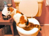 how-to-train-your-cat-toilet-sl.jpg