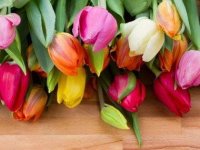 flowers-for-Valentines-Day-02-tulips-sl.jpg