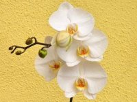 flowers-for-Valentines-Day-04-orchids-sl.jpg