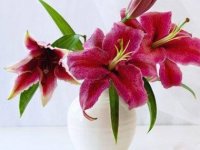 flowers-for-Valentines-Day-01-lilies-sl.jpg
