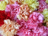 flowers-for-Valentines-Day-05-carnations-sl.jpg