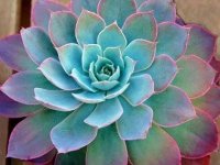 flowers-for-Valentines-Day-08-succulents-sl.jpg