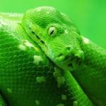 Fear-of-Snakes-Phobia-Ophidiophobia-150x150.jpg