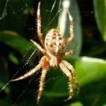 Fear-of-Spiders-Phobia-Arachnophobia-150x150.jpg
