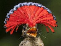 amazonian-royal-flycatcher.jpg