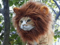 Lion-Cat-Hat.png