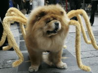 iest-pet-halloween-costumes--large-msg-13470609959.png