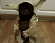 cats-dogs-halloween-costumes-10262011-36-475x640.png