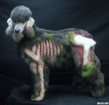dog-halloween-costume-zombie-poodle-1.png