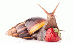 insect-pets-body-1_0.gif