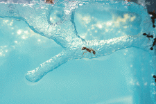 insect-pets-body-2_0.gif