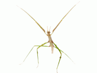 insect-pets-body-3.gif