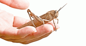insect-pets-body-6.gif