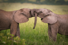 elephants-in-love.png