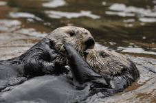 otter-love.png