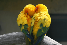lovebirds.png