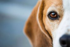 09-dog-breeds-beagle.jpg