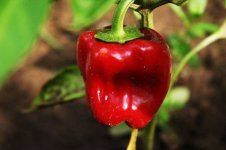 red-pepper-549350_640.jpg