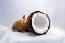 coconut-1125_640.jpg