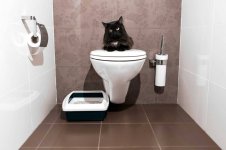 04-train-cat-use-a-toilet.jpg