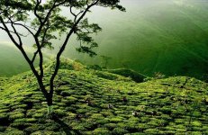Tea-garden-in-Darjeeling.jpg