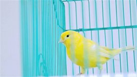 bird-in-a-cage.jpg