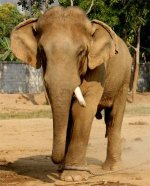 elephant-tied-with-rope.jpg