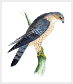 falcon-bird-in-a-branch.png