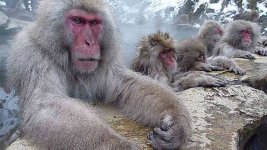 monkeys-in-winter-forest.jpg