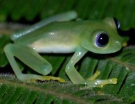 glass-frog-big-eyes.jpg