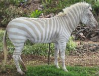 albino-zebra.jpg