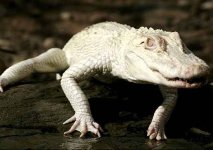 albino_alligator_02.jpg