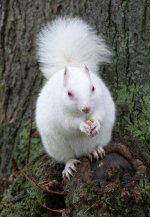 albino_squirrel.jpg