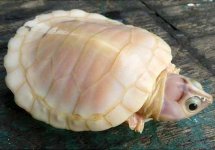 albino_turtle.jpg