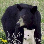 black-bear-cub.jpg
