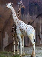 giraffe-missing-spots.jpg