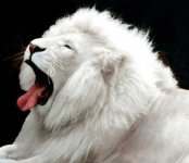 white-lion.jpg