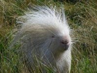 crested-porcupine-albino-face-london-blondie.jpg