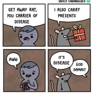 Darn rats