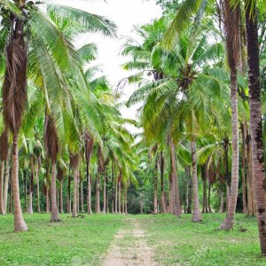 20722655-coconut-field-in-thailand-landscape-view.jpg